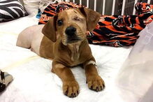 Cão bebé abandonado perde olho e duas patas após ser atropelado