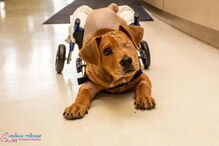 Cão bebé abandonado perde olho e duas patas após ser atropelado