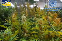 Rede de tráfico humano tatuava mulheres para indicar a quem pertenciam 