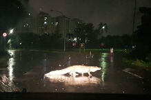 Jacarés fogem de cativeiro e surpreendem população após tempestade no Rio de Janeiro