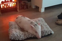 Família em risco de perder casa após ter salvo porco de abate