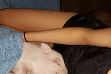 Família em risco de perder casa após ter salvo porco de abate