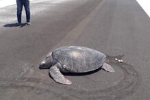 Tartaruga põe ovos em pista de aeroporto onde antes era uma praia