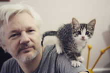Gato de Julian Assange foi retirado da embaixada do Equador