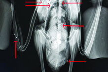 Raio-X revelou chumbos e fratura  