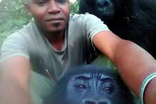 Guarda florestal tira selfie com gorilas: 