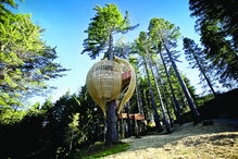 Redwood Treehouse