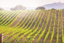 Vinho Invisível chegou às 500 mil garrafas em 10 anos