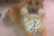 Fotografia mostra cão debruçado sobre o caixão do dono em funeral