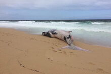 Baleia morta dá à costa na praia das areias brancas em Vila Nova de Santo André