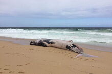 Baleia morta dá à costa na praia das areias brancas em Vila Nova de Santo André