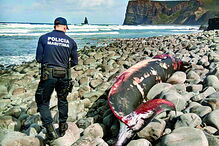Polícia Marítima encontrou baleia-anã na praia do Canal, em Aljezur 