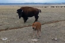 Homem filma um bisonte bebé e é ignorado pela mãe da cria