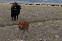 Homem filma um bisonte bebé e é ignorado pela mãe da cria