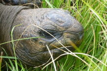 Animal mais velho do mundo é uma tartaruga. Tem 187 anos e chama-se Jonathan