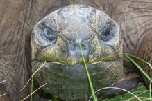 Animal mais velho do mundo é uma tartaruga. Tem 187 anos e chama-se Jonathan