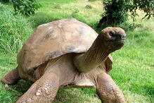 Animal mais velho do mundo é uma tartaruga. Tem 187 anos e chama-se Jonathan