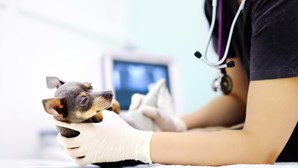 Falso veterinário tenta burlar donos de animais em Coimbra 
