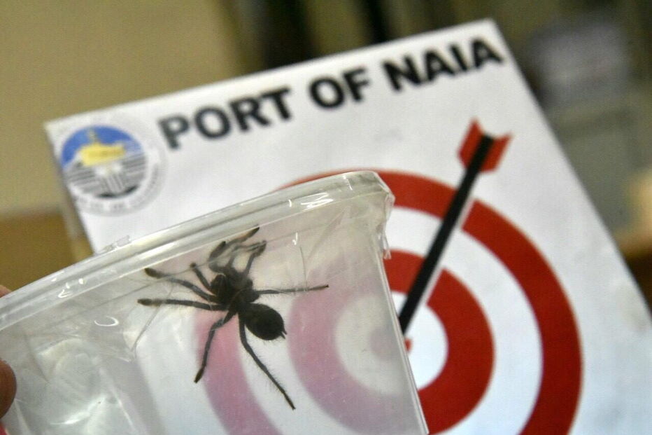 Aranhas encontradas dentro de pacotes de bolachas em aeroporto
