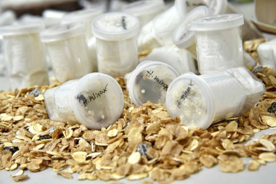 Aranhas encontradas dentro de pacotes de bolachas em aeroporto