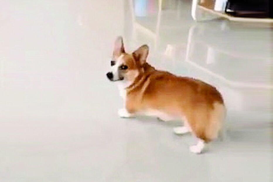 Cão foge do dono a sete pés