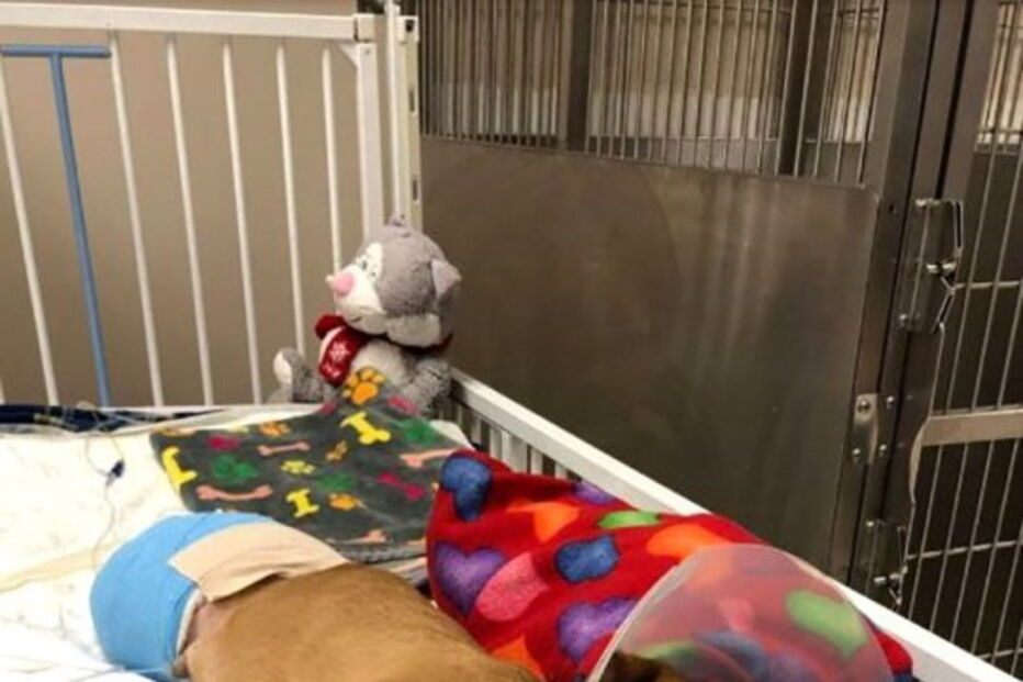 Cão bebé abandonado perde olho e duas patas após ser atropelado