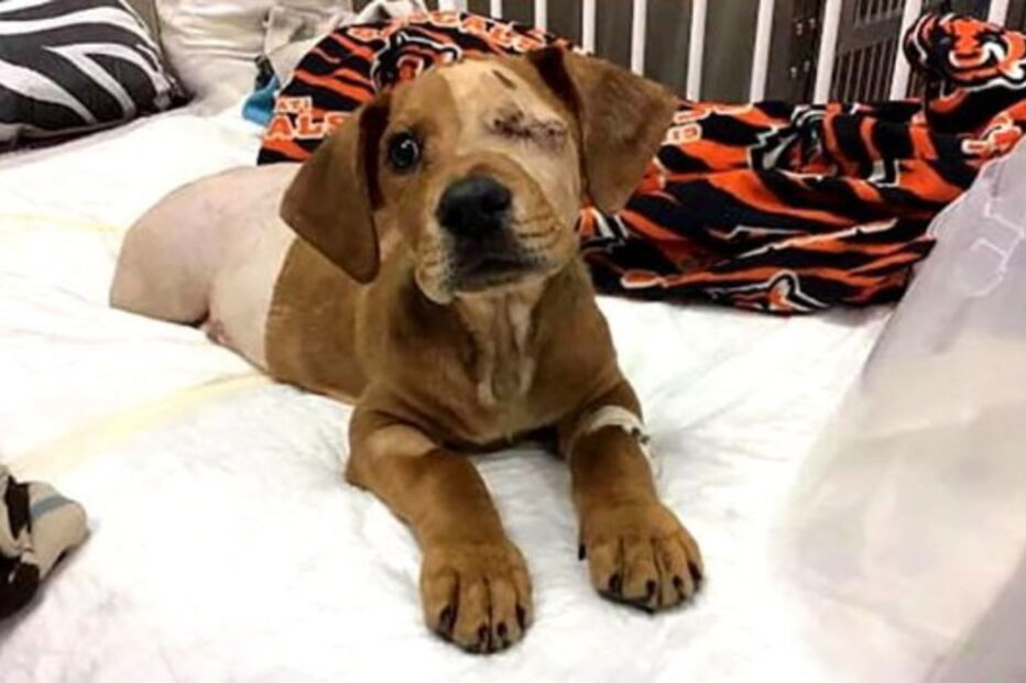 Cão bebé abandonado perde olho e duas patas após ser atropelado
