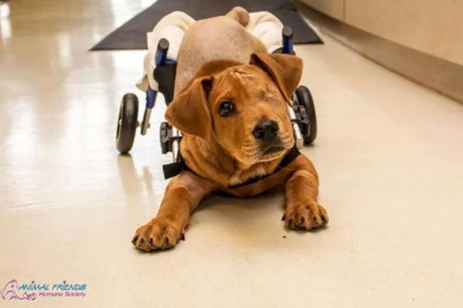 Cão bebé abandonado perde olho e duas patas após ser atropelado
