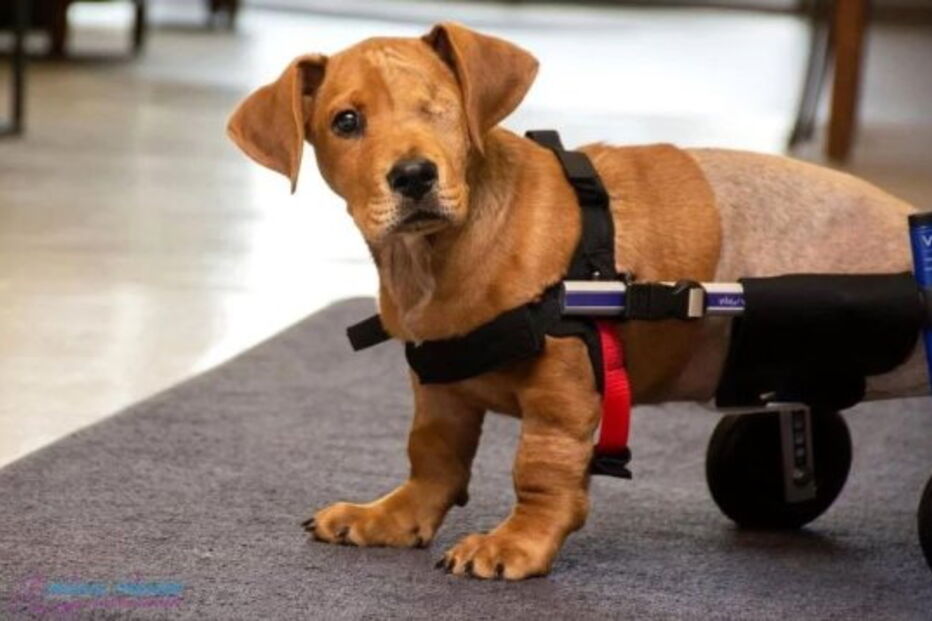 Cão bebé abandonado perde olho e duas patas após ser atropelado
