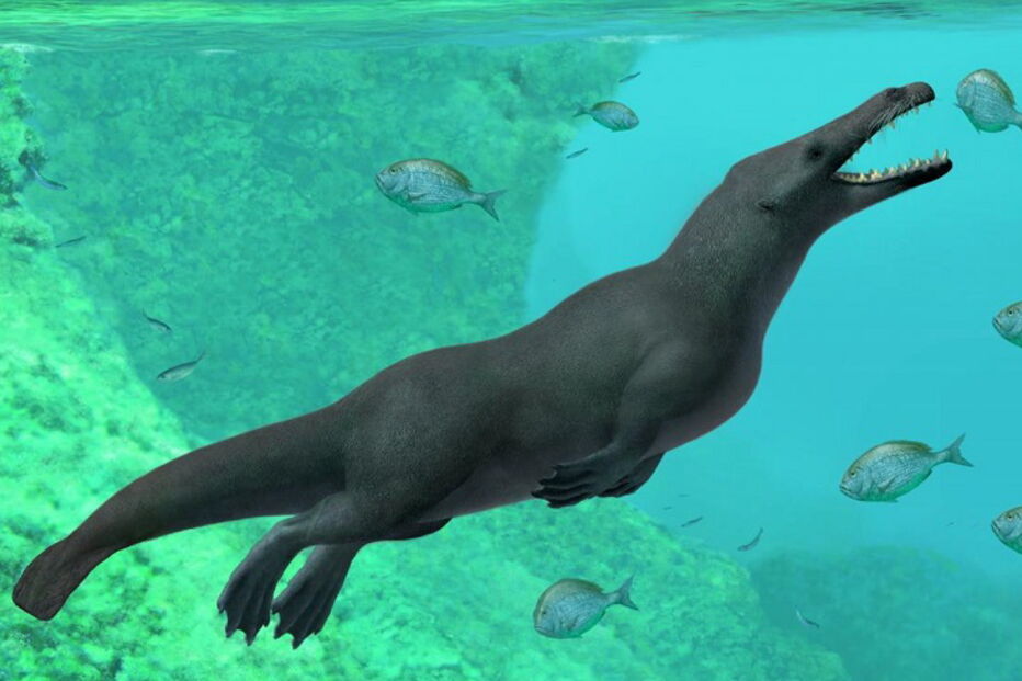 Fóssil de baleia de quatro patas com 42 milhões de anos encontrado no Peru