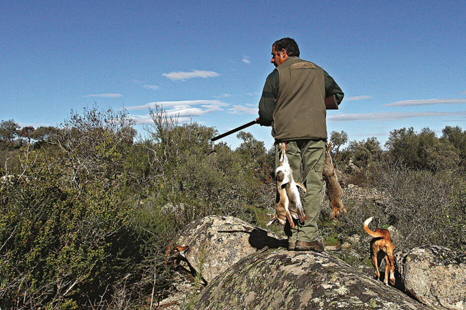 Na última década, o número de coelhos-bravos diminuiu um terço, devido à febre hemorrágica: uma descida também registada noutras espécies 