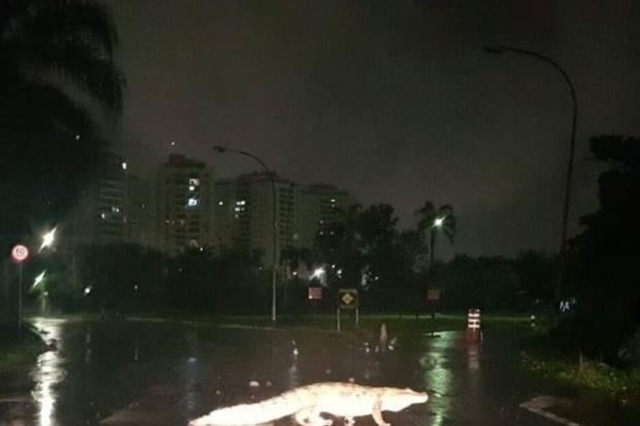 Jacarés fogem de cativeiro e surpreendem população após tempestade no Rio de Janeiro