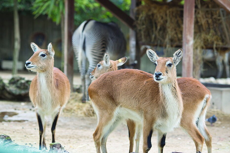 Jardim Zoológico de Lisboa