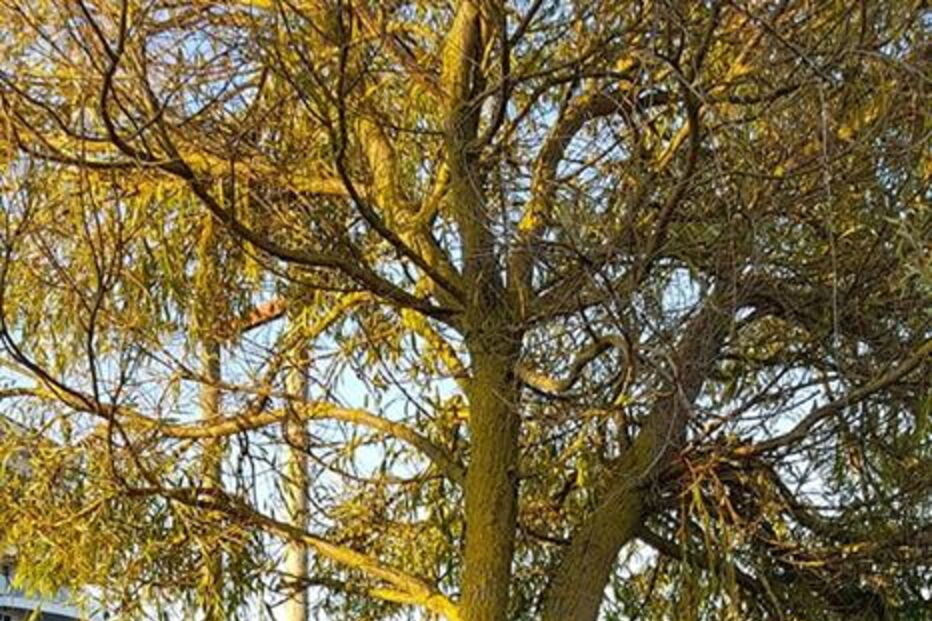 Escola obriga menino autistas a usar colete refletor para ser 'identificado'