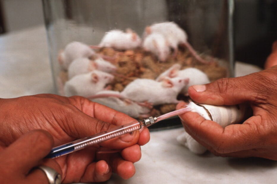 Suiça quer acabar com testes experimentais em animais