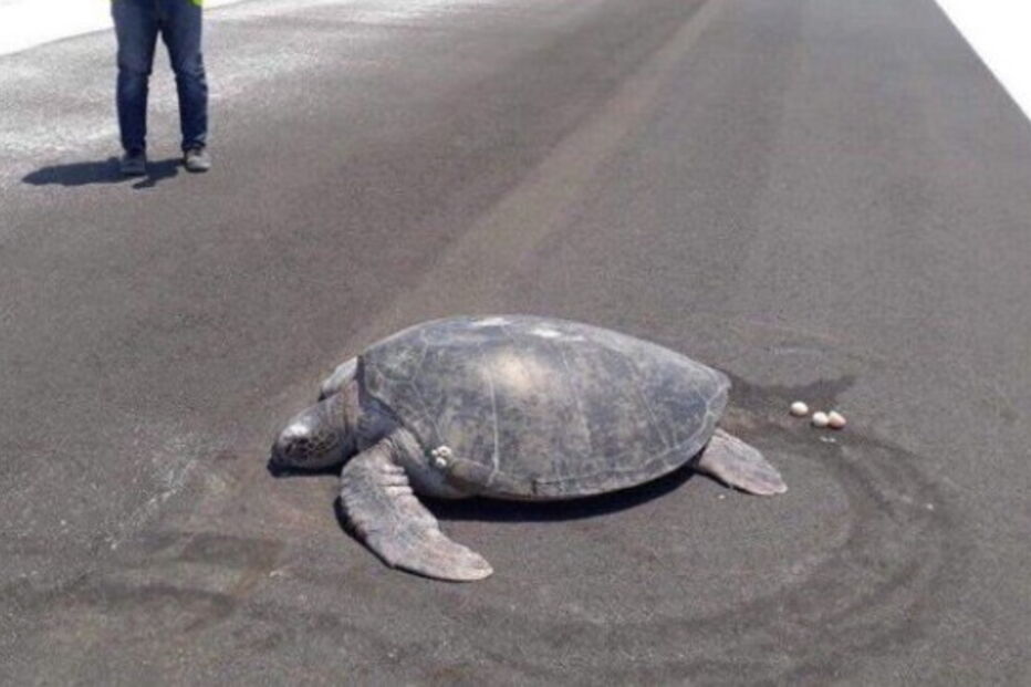 Tartaruga põe ovos em pista de aeroporto onde antes era uma praia