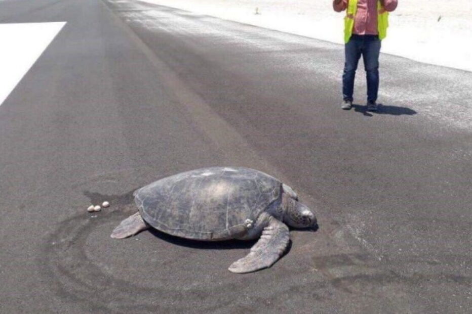 Tartaruga põe ovos em pista de aeroporto onde antes era uma praia