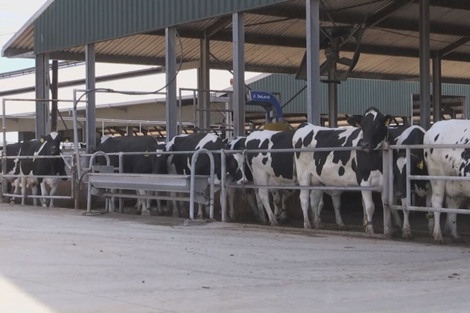 vacas