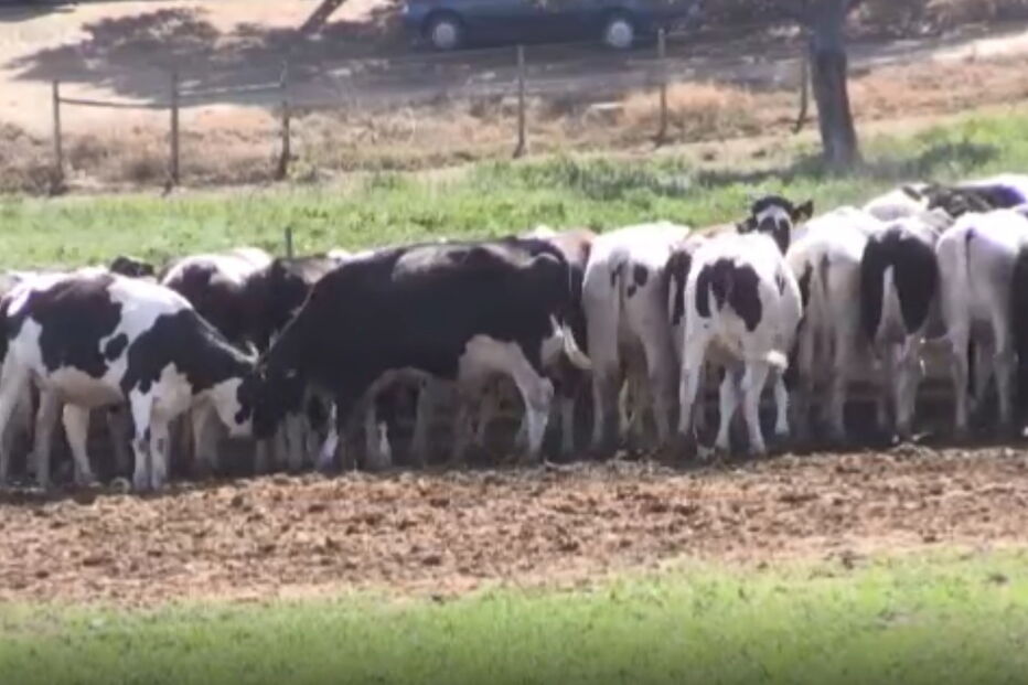 Vacas produzem leite ao som de música em Portel