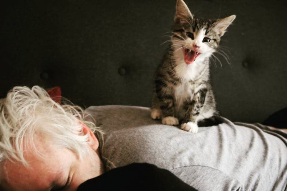 Gato de Julian Assange foi retirado da embaixada do Equador