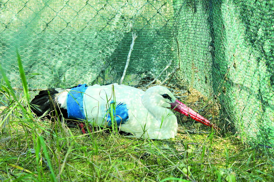 Centro de Recuperação e Investigação de Animais Selvagens (RIAS), em Olhão