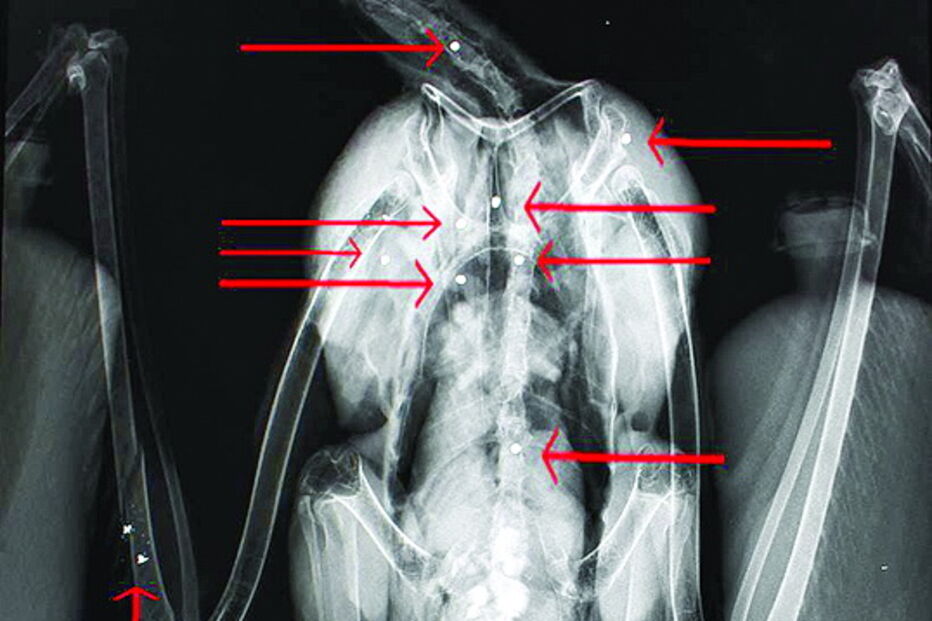 Raio-X revelou chumbos e fratura  