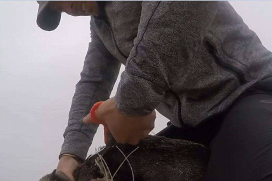 Voluntário liberta foca de rede de pesca