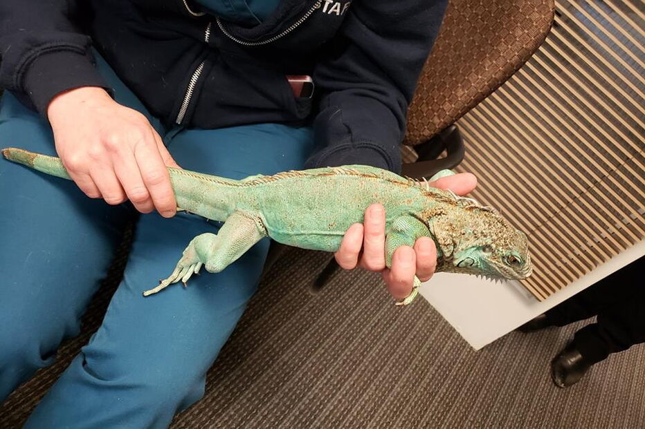  Homem leva iguana debaixo de blusa e atira-a a gerente de restaurante