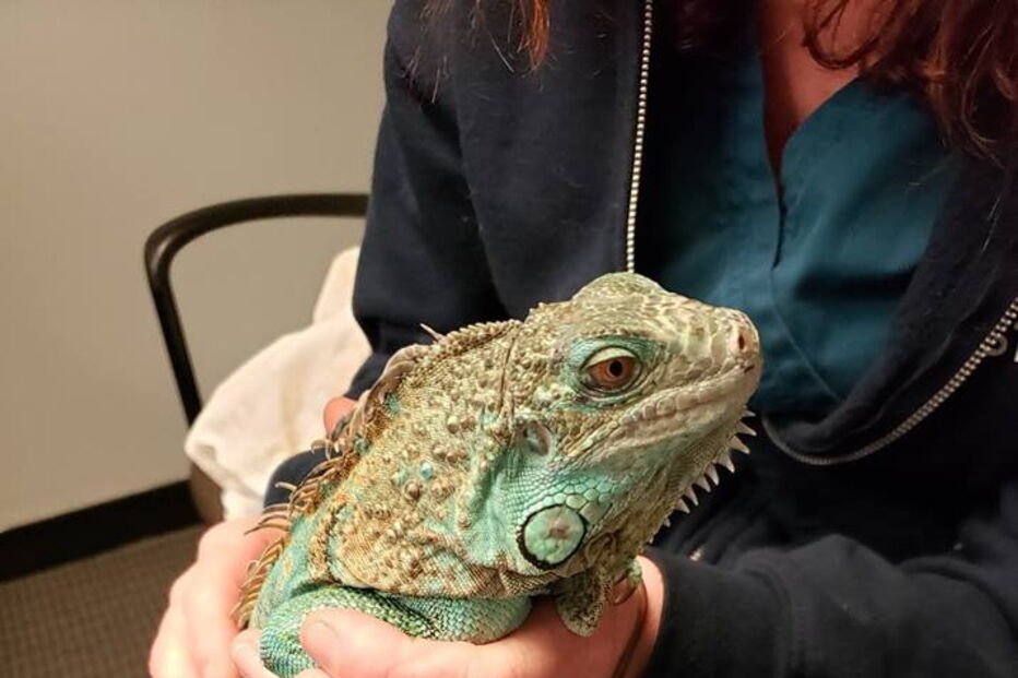 2019-04-18_11_48_19 ataquee.jpg