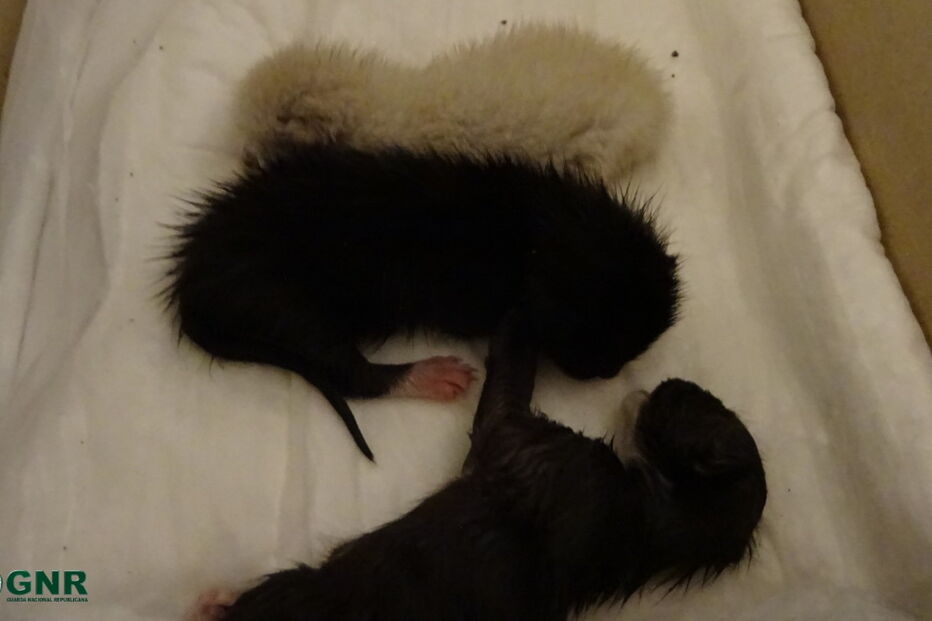 Gatos bebés retirados do lixo pela GNR em Aljustrel