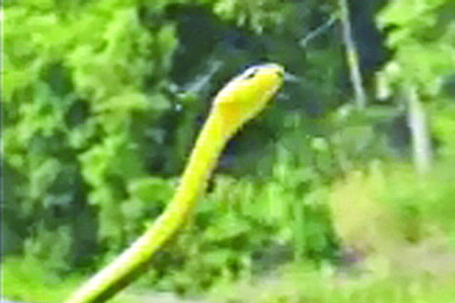 Cobra viaja à boleia