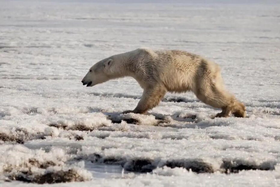 Urso polar exausto e com fome encontrado a 700 quilómetros de casa
