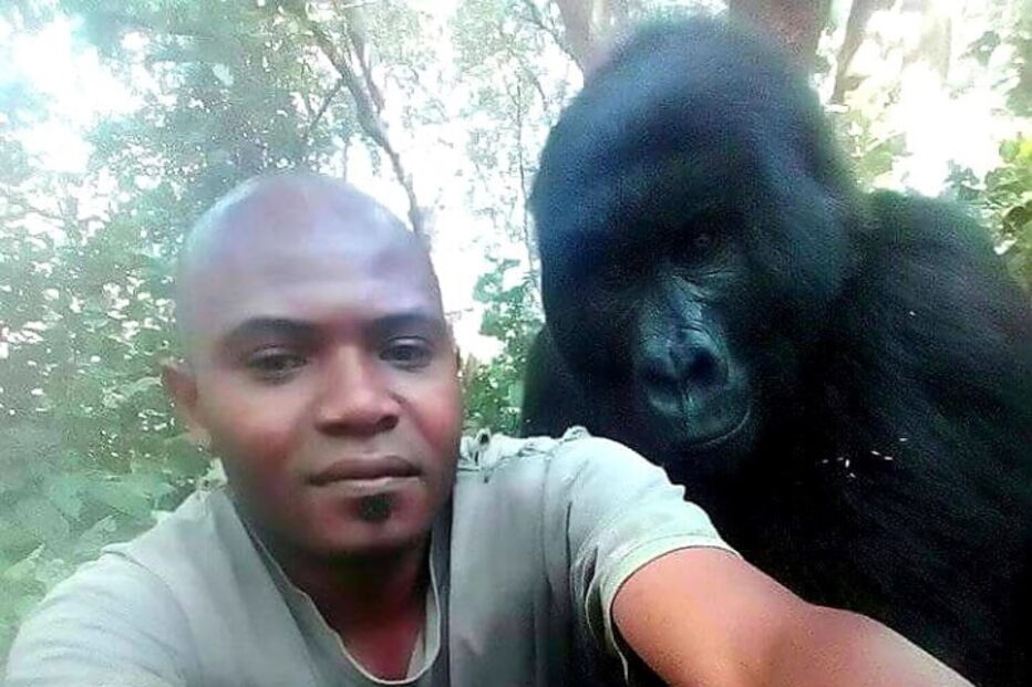 Guarda florestal tira selfie com gorilas: 