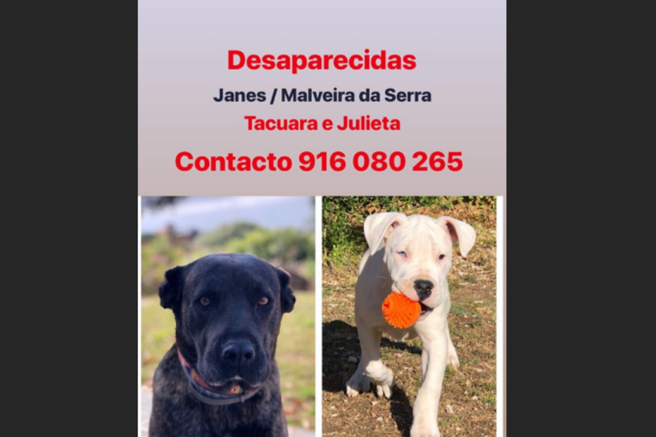 Helena Costa faz apelo desesperado após perder as duas cadelas